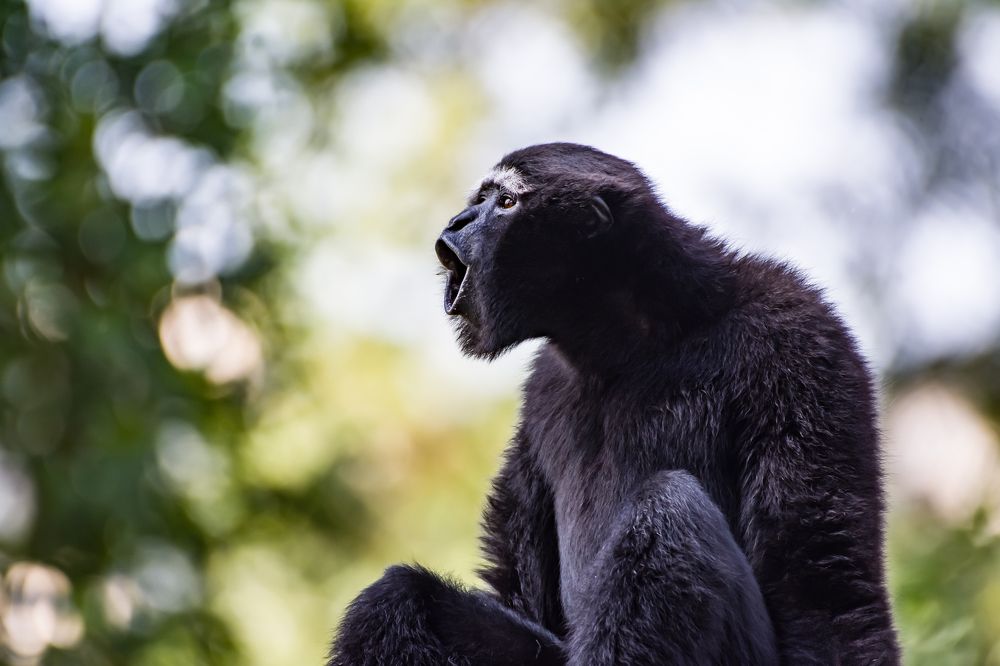 Photograph by Dipayan Debbarma