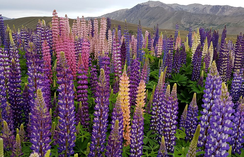 lupine multicolour