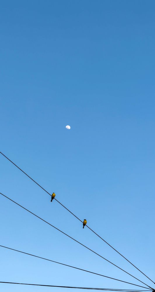 A looking to the moon