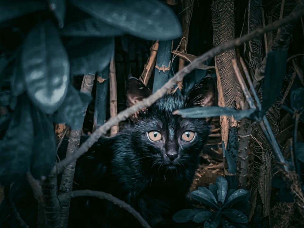 Photograph by Furqan Ahmed Golandaz