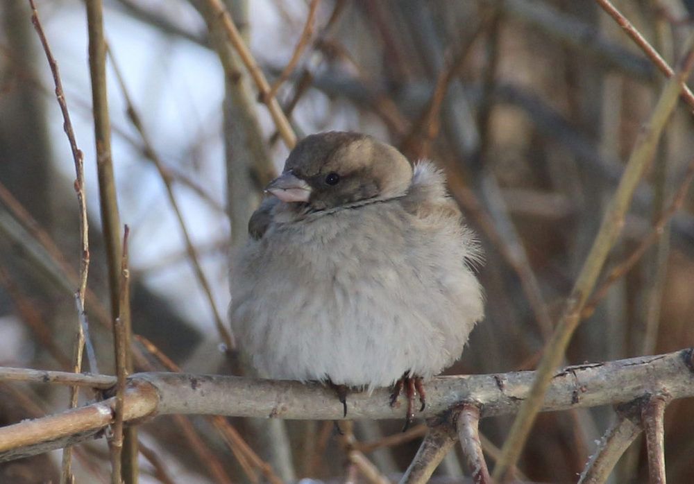 Photograph by Александр Коркин