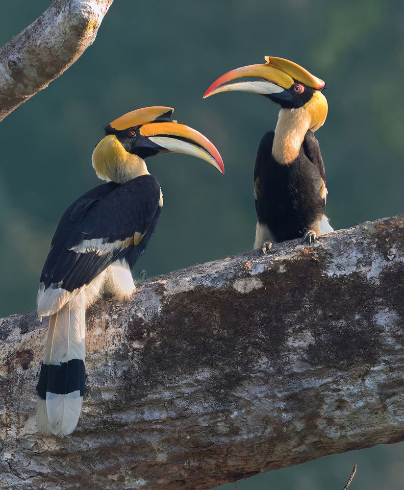 Mr & Mrs Hornbill