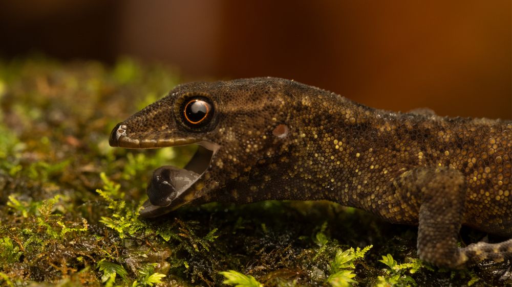 Photograph by Harish Kumar