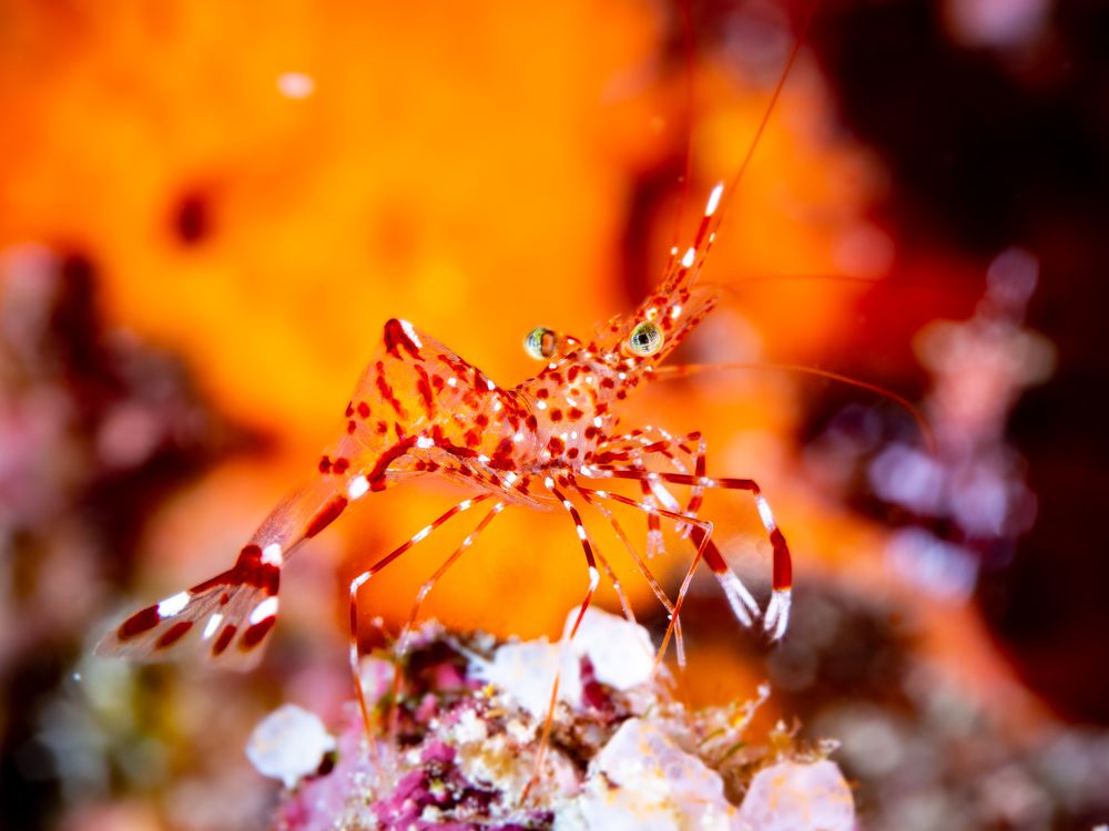 Photograph by Alexander Plakida