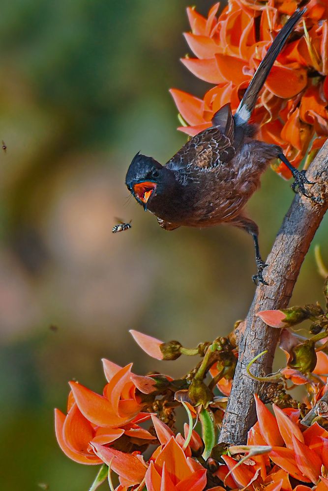 Bulbul in action