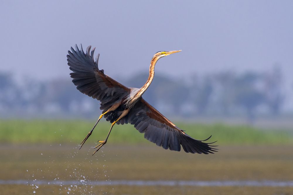 Photograph by Protap Shekhor Mohanto