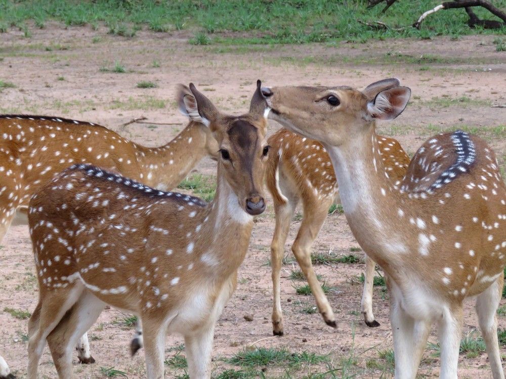 Female spotted deer biting ear of another female spotted deer