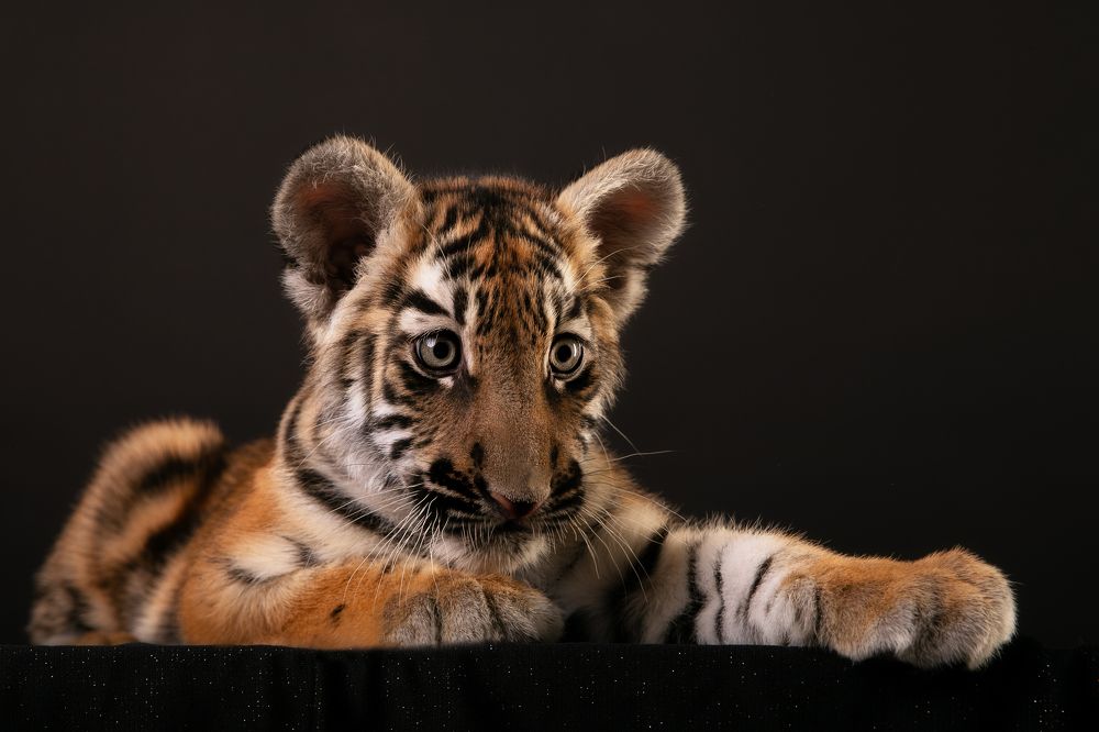 Photograph by Екатерина Терновая