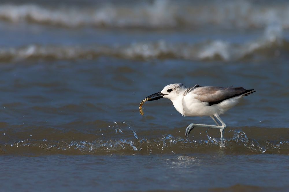 Photograph by Bibhas Deb