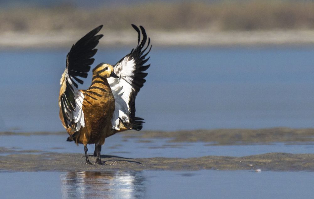 The Ruddy shelduck look like a flying cheta mean leopard.