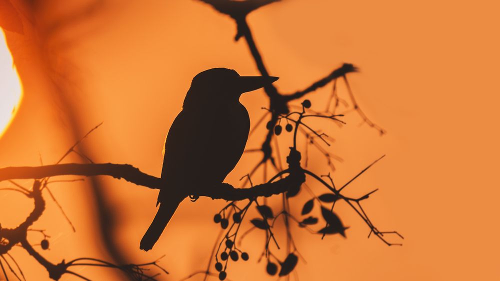 Photograph by Sanjay Anand Mishra