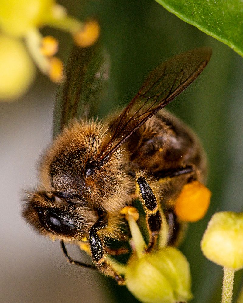Photograph by René Richard Verona