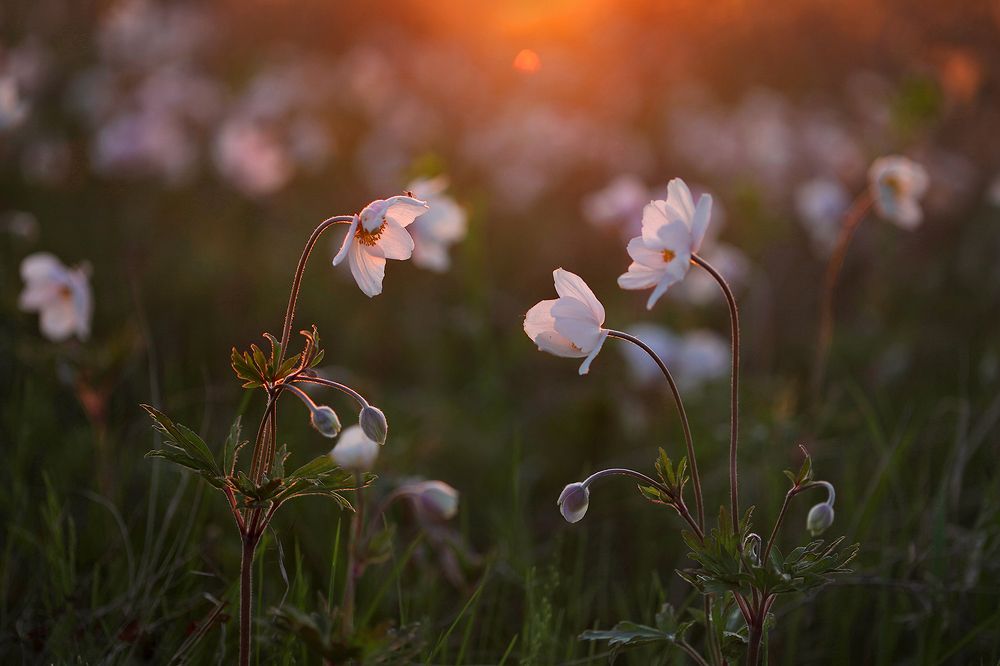 Photograph by Sokolova Tatiana