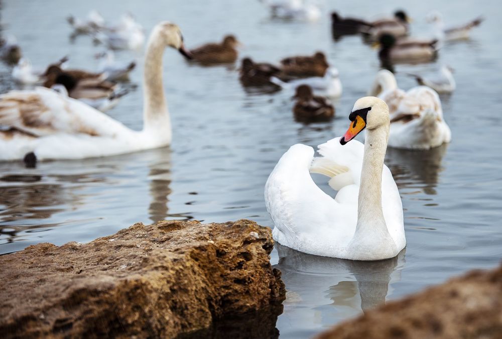 Фотография автора Ольга Коваленко