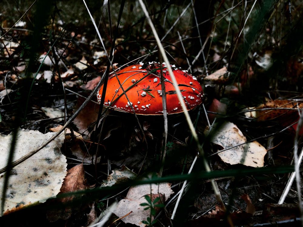 Photograph by Олег