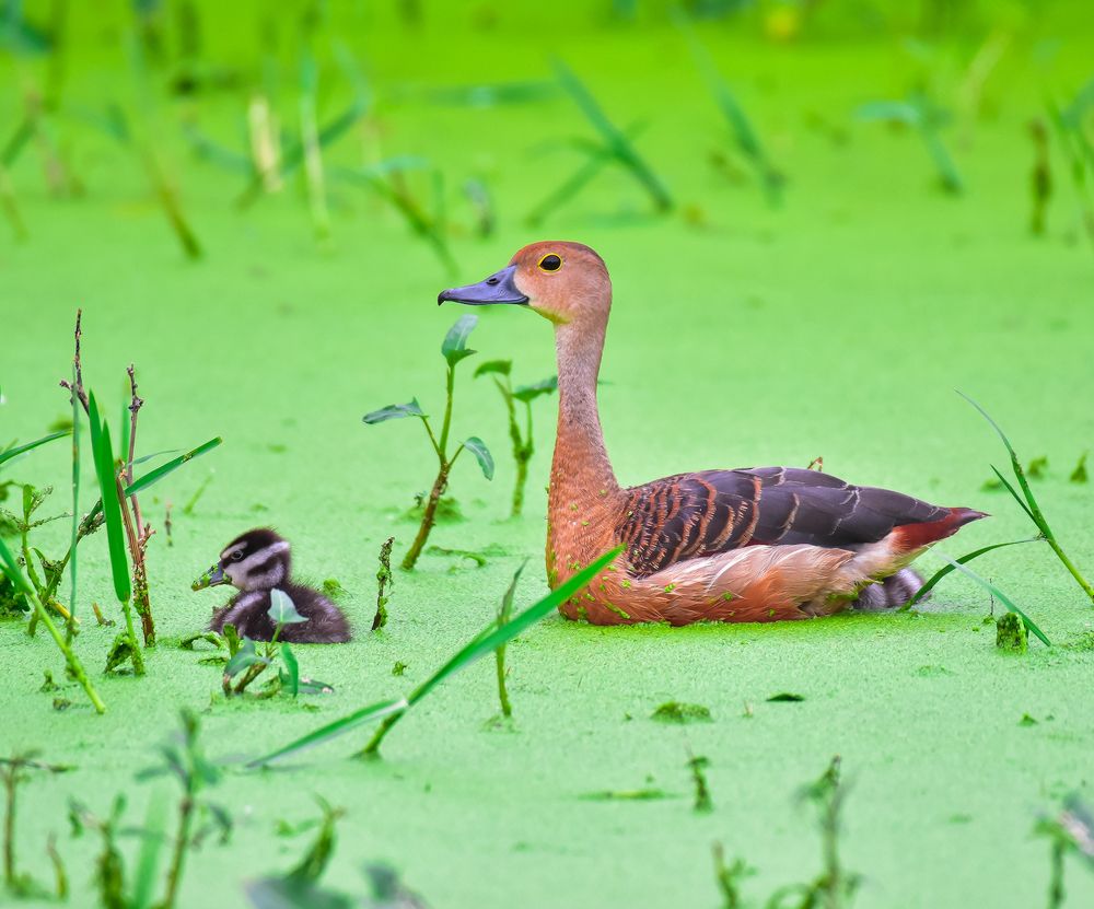 Lesser whistling duck.