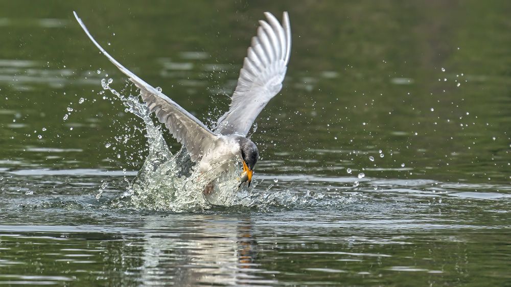 River Tern picking fish