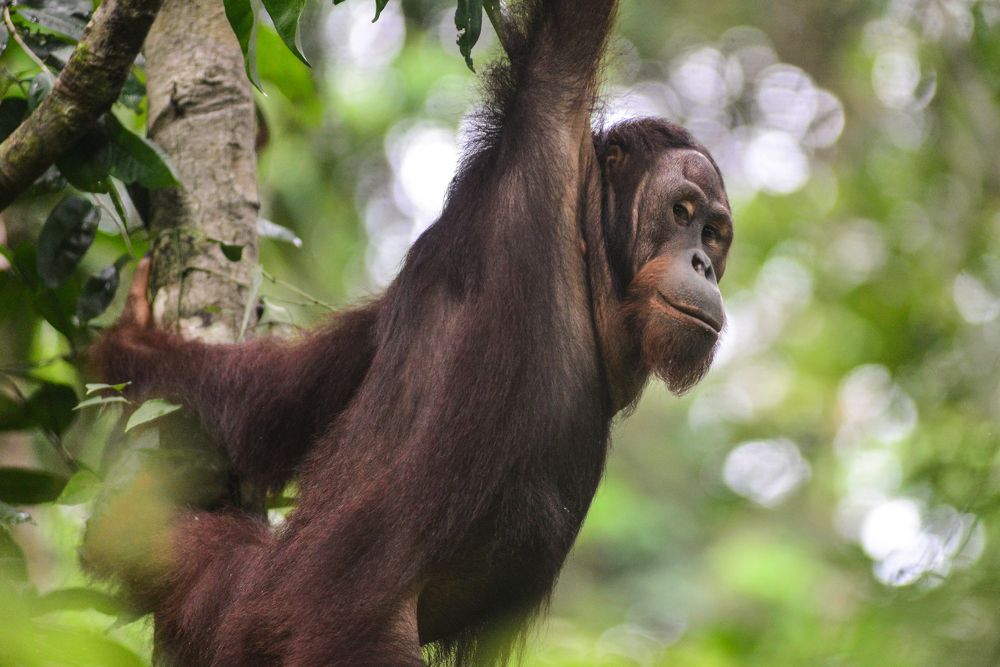 When the Orangutan Looks at You