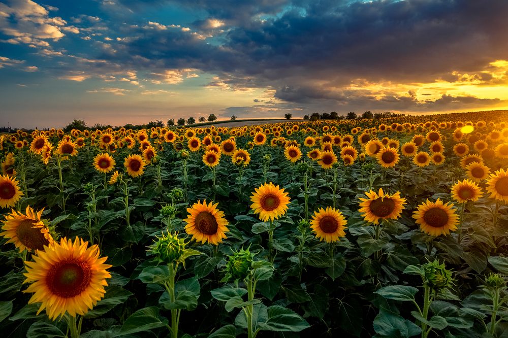 Photograph by Samir Kurtagić