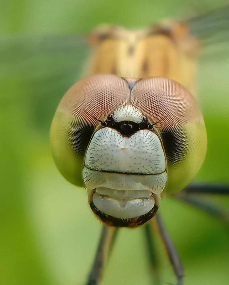 Photograph by Subhajit Jana