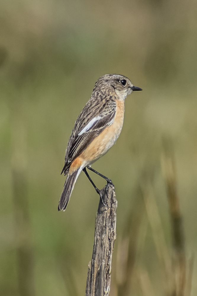 Photograph by Subrata Das