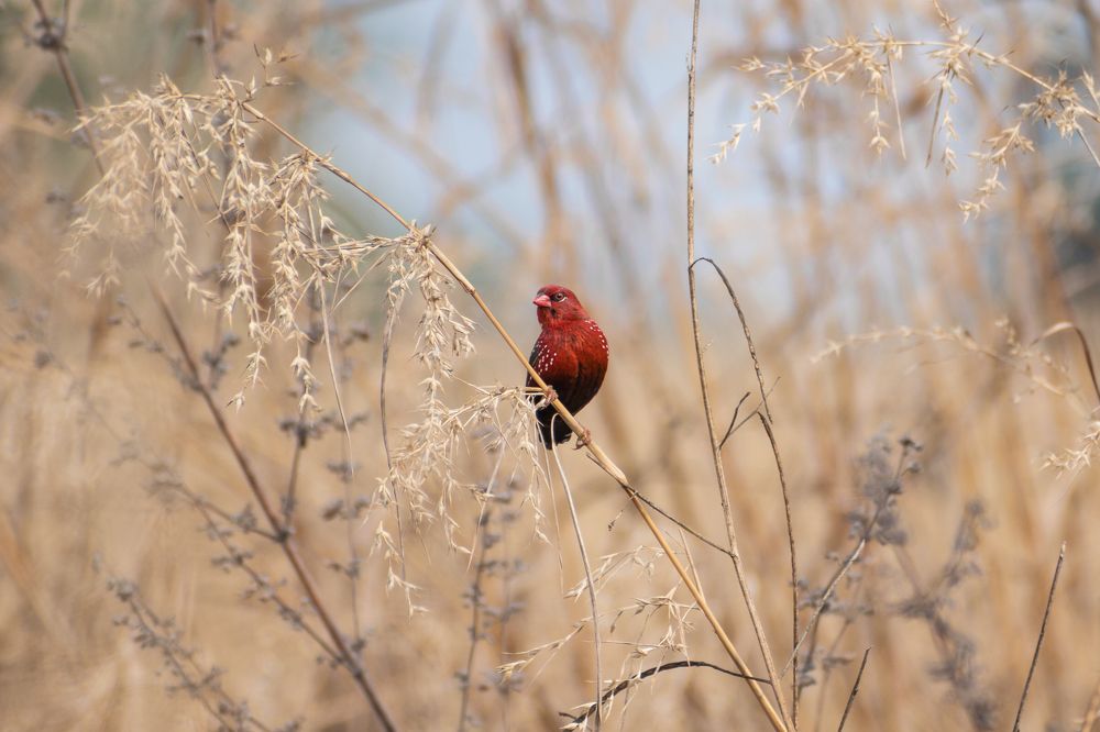 Red Munia.