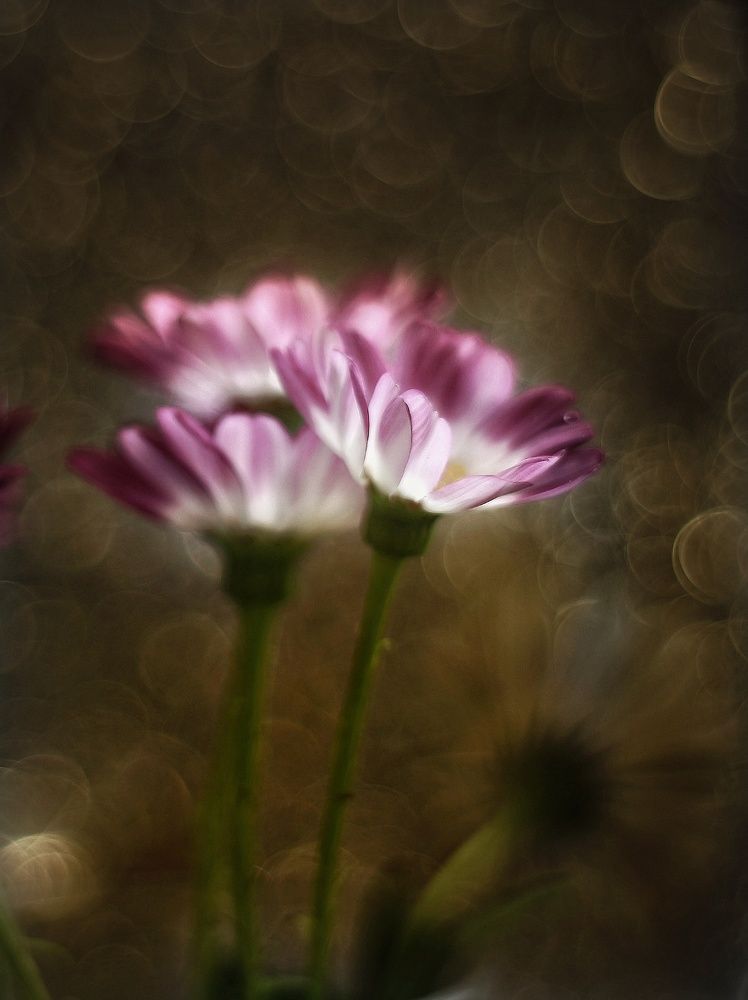 Photograph by Abolfazl Shahmiry