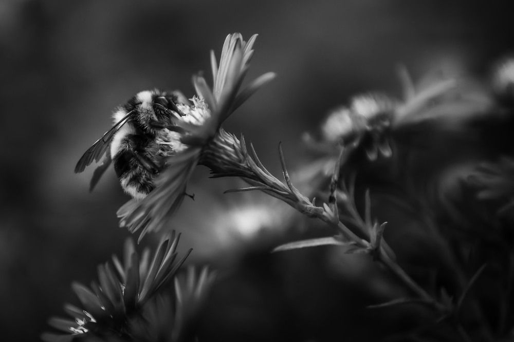 Photograph by Сергей Марков