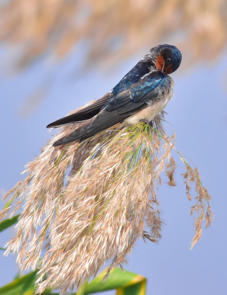 Photograph by Shwetaparna Sahu