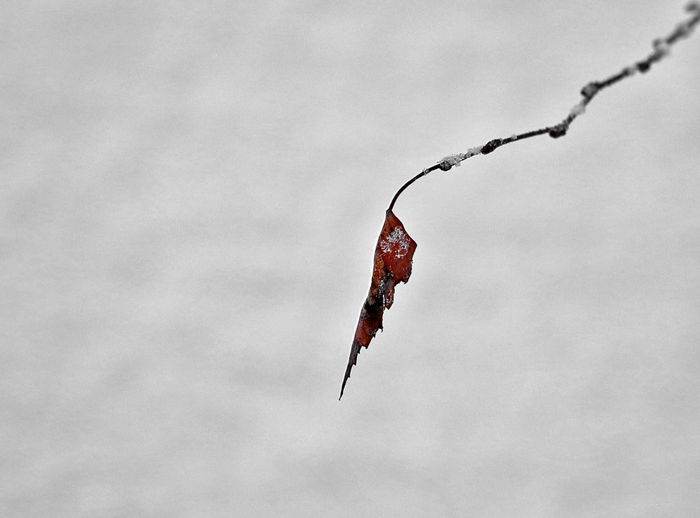 Последний, заиндевелый...