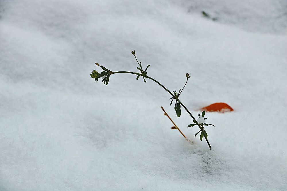 Photograph by Светлана Васильева