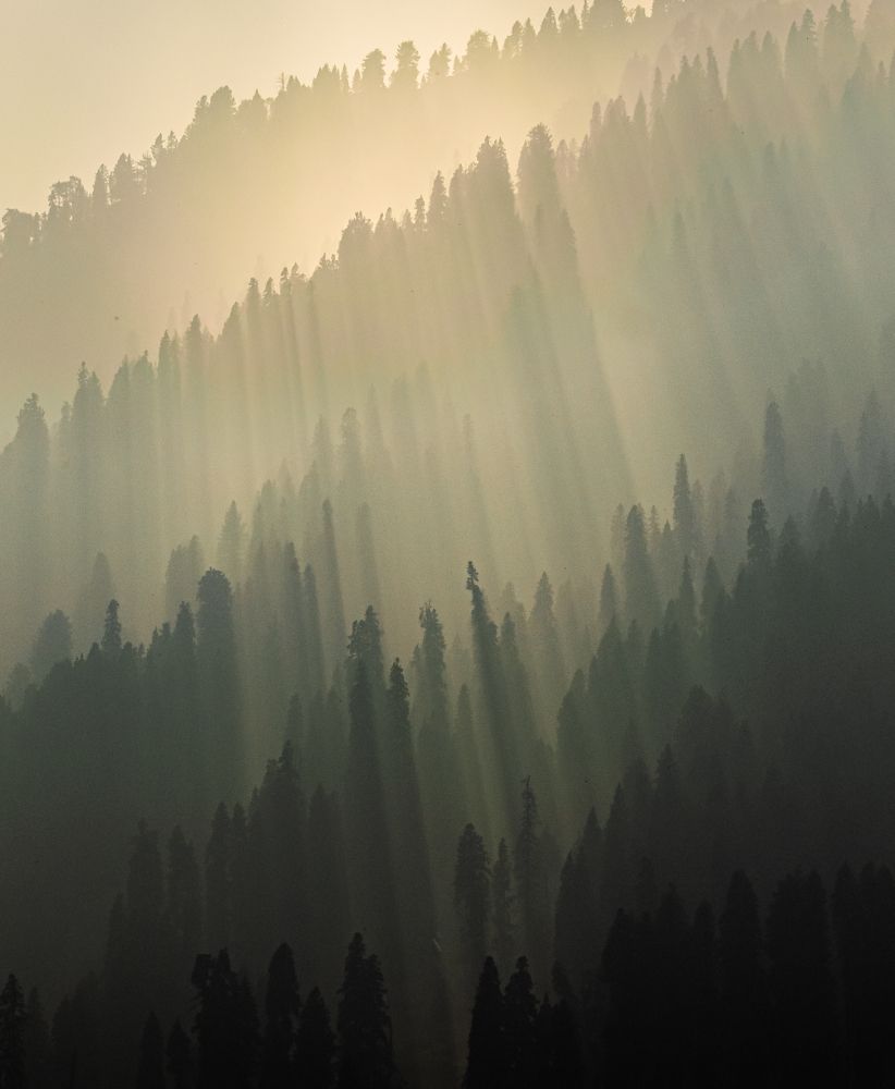 Photograph by Bondhu Dey