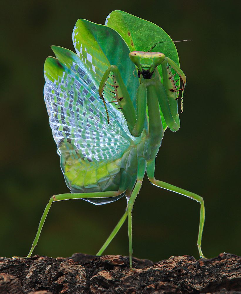 Pseudoxyops Perpulchra - Peruvian Leaf Mantis