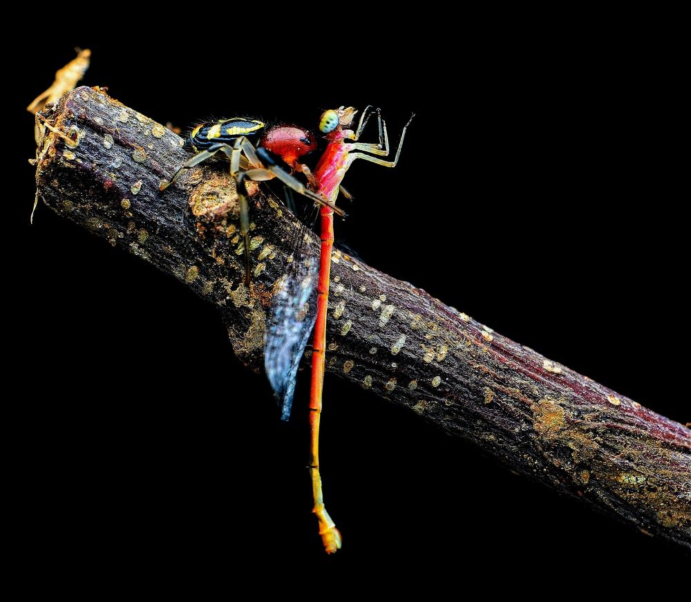 Photograph by Anjazz doz santoz