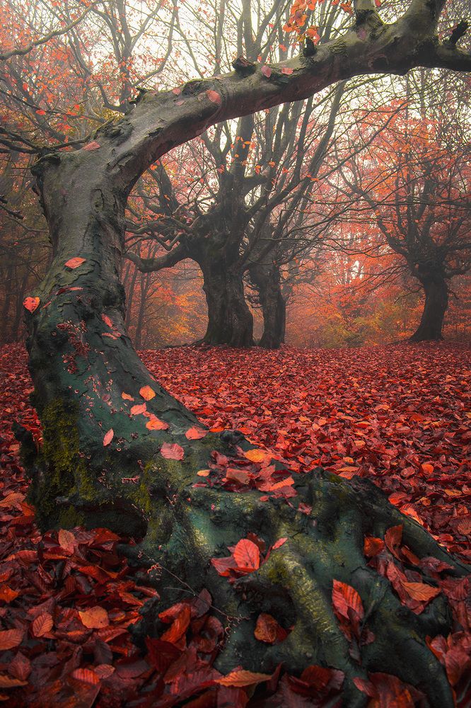 Photograph by ali Memari