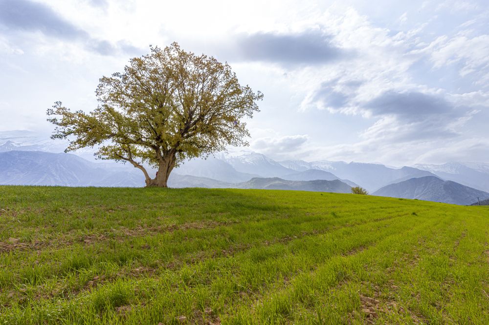 Photograph by arash radmanesh