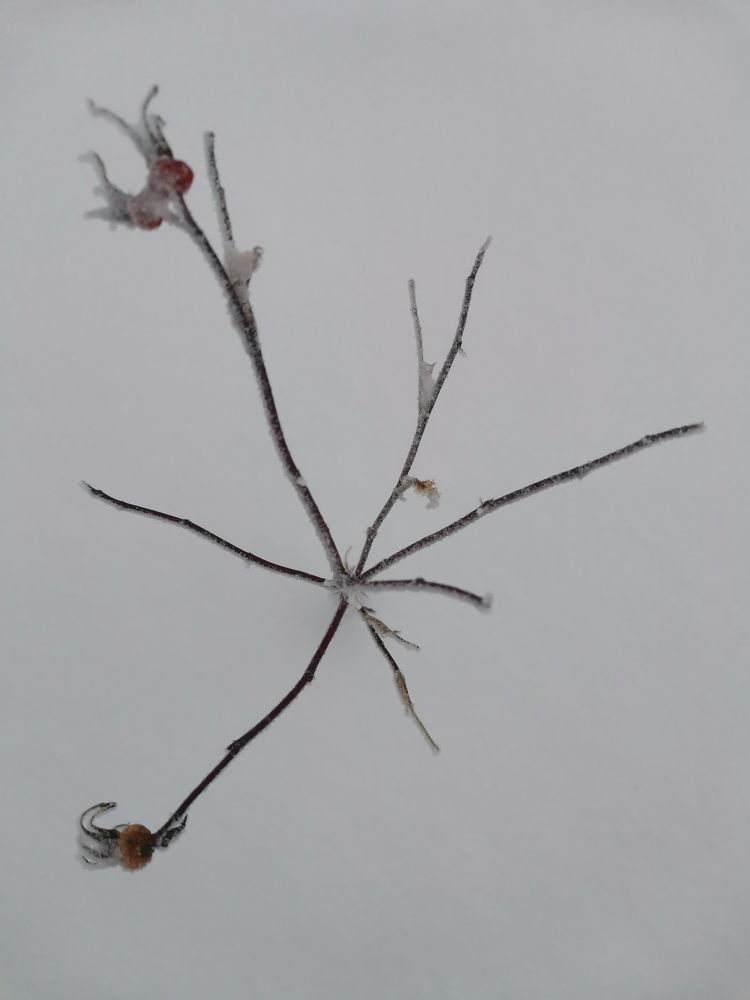 Photograph by Александра Барсукова