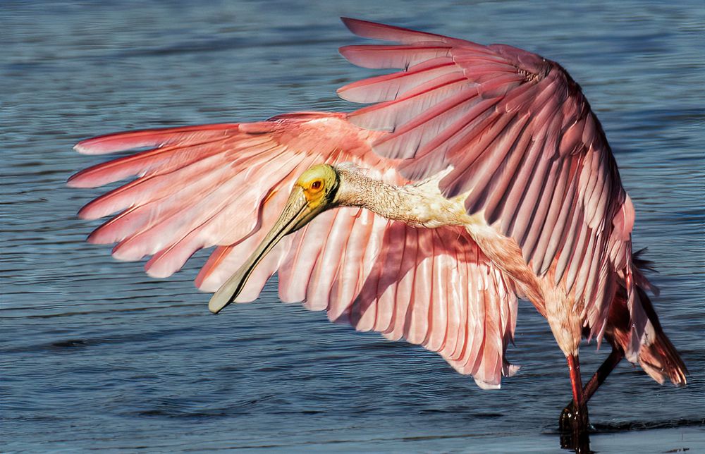 Photograph by Joe Saladino