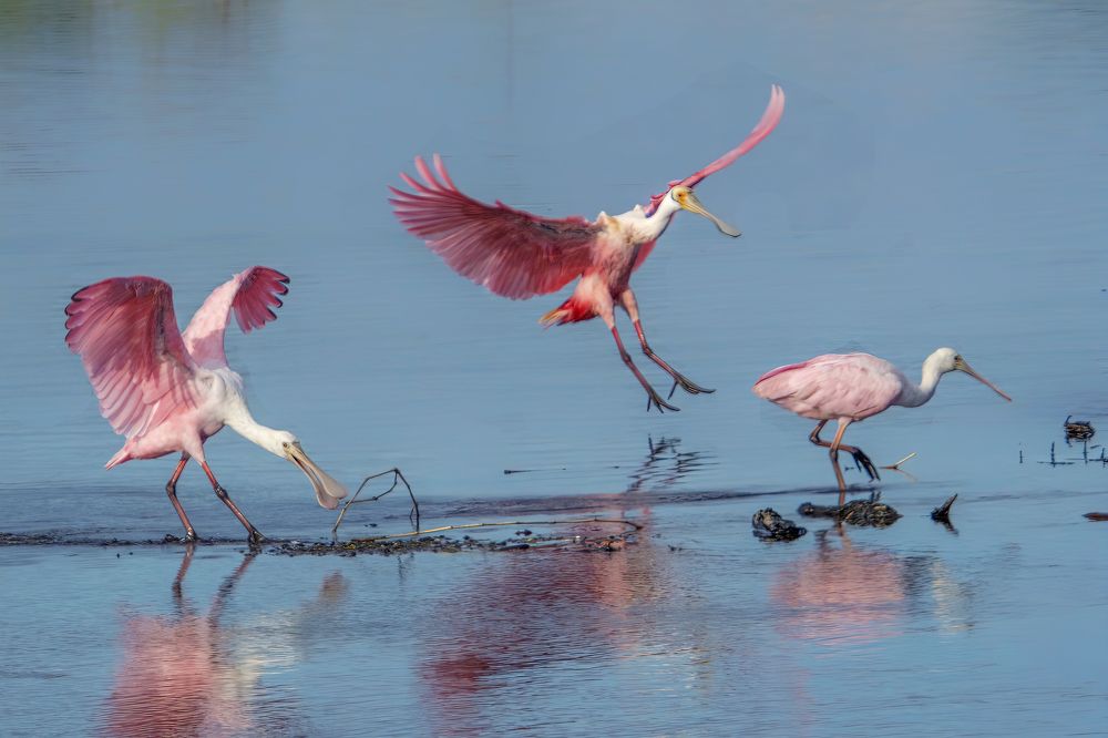 Photograph by Joe Saladino