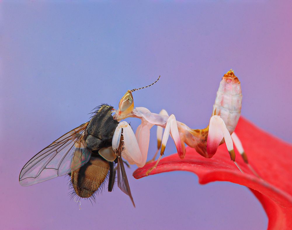 Hymenopus Coronatus - Orchid Mantis