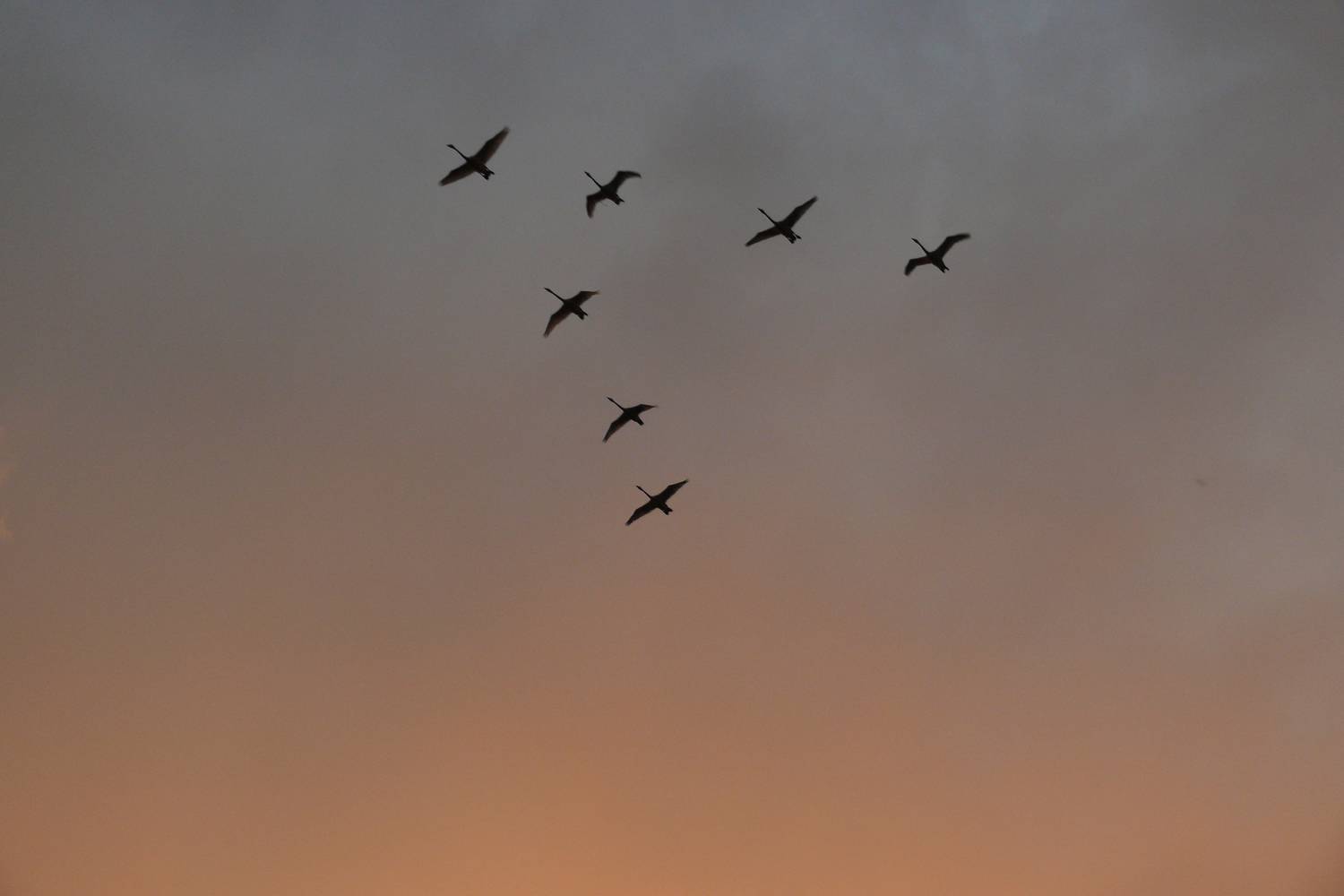 Photo #7355067