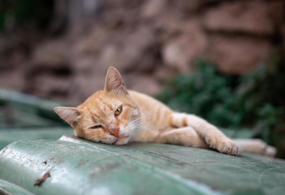 Photograph by Нина Тарашкевич