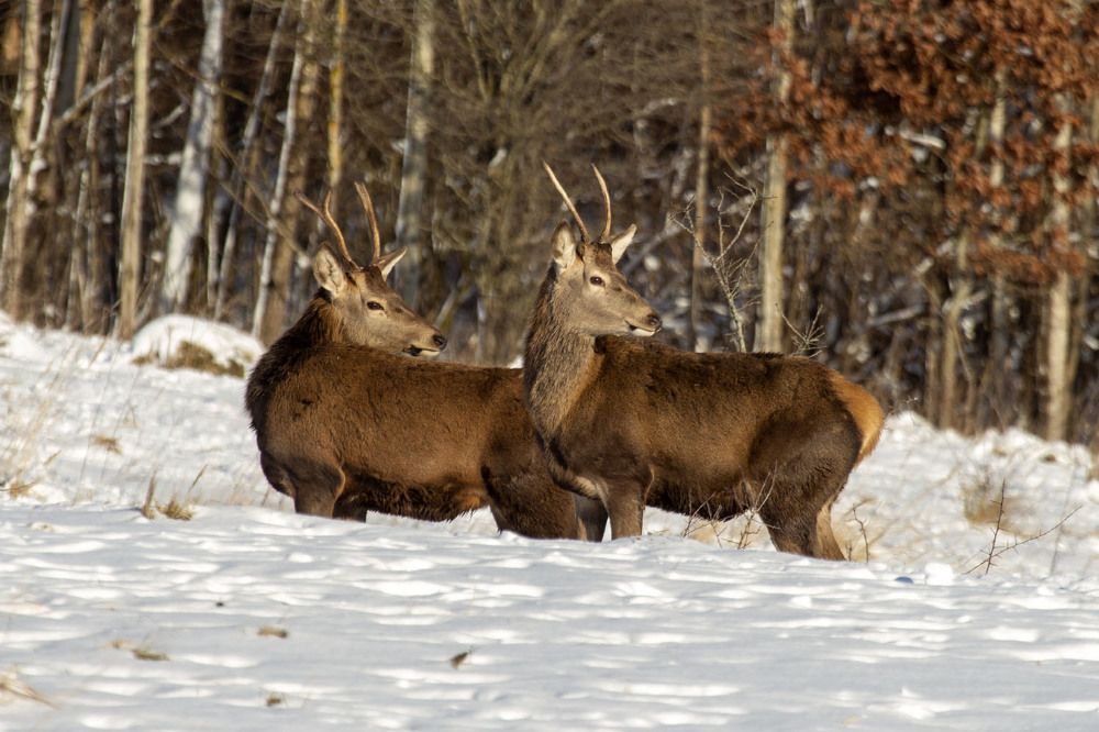 Photograph by Игорь Селин
