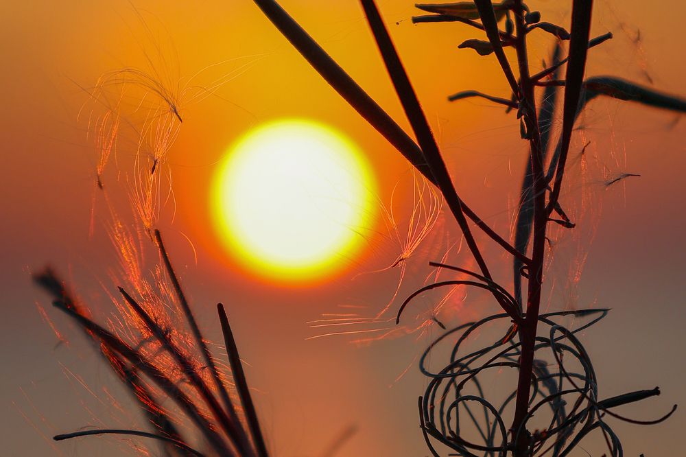 Запутанное солнце...