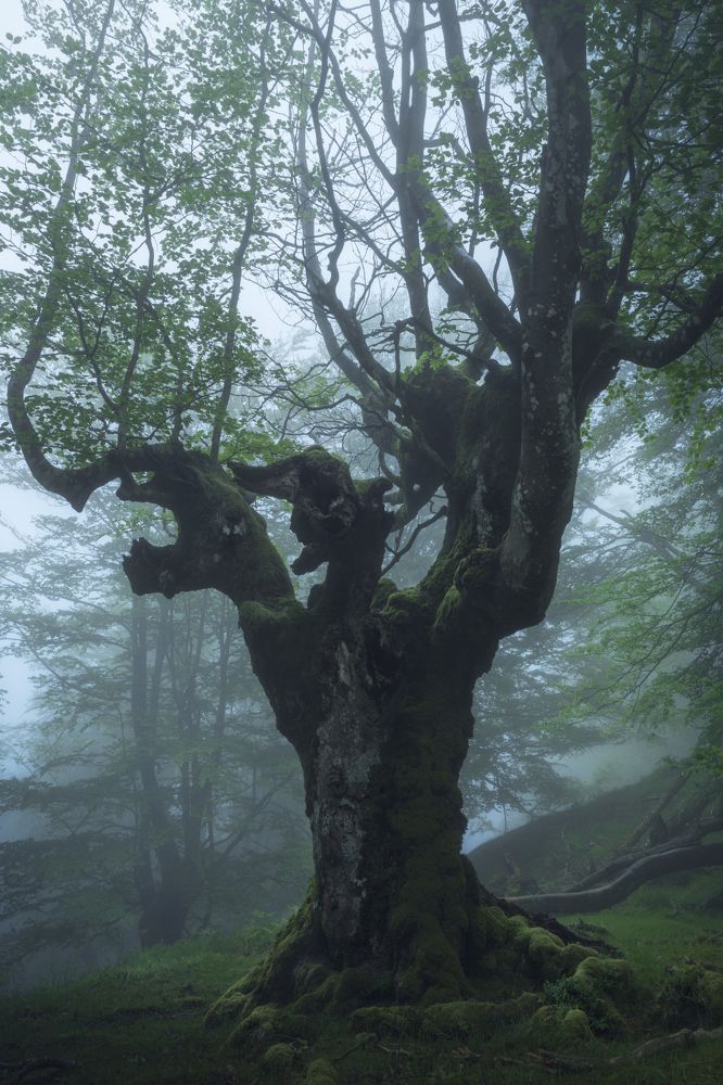 Knight of the Dark World.