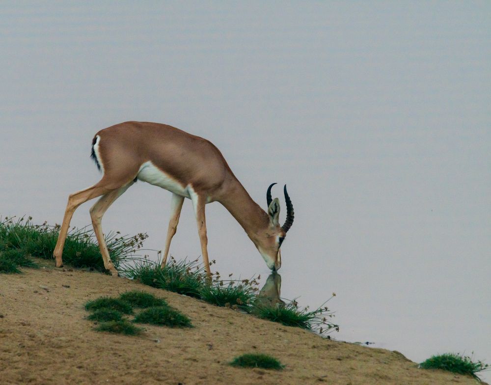 Фотография автора Hari Govindarajulu