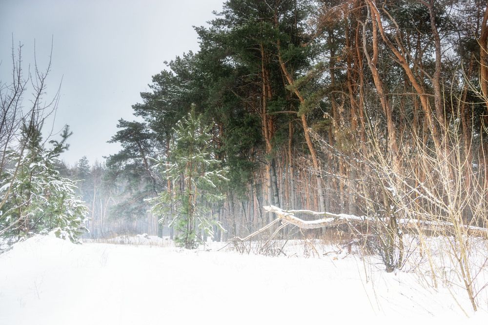 Photograph by Veronika Pershyna