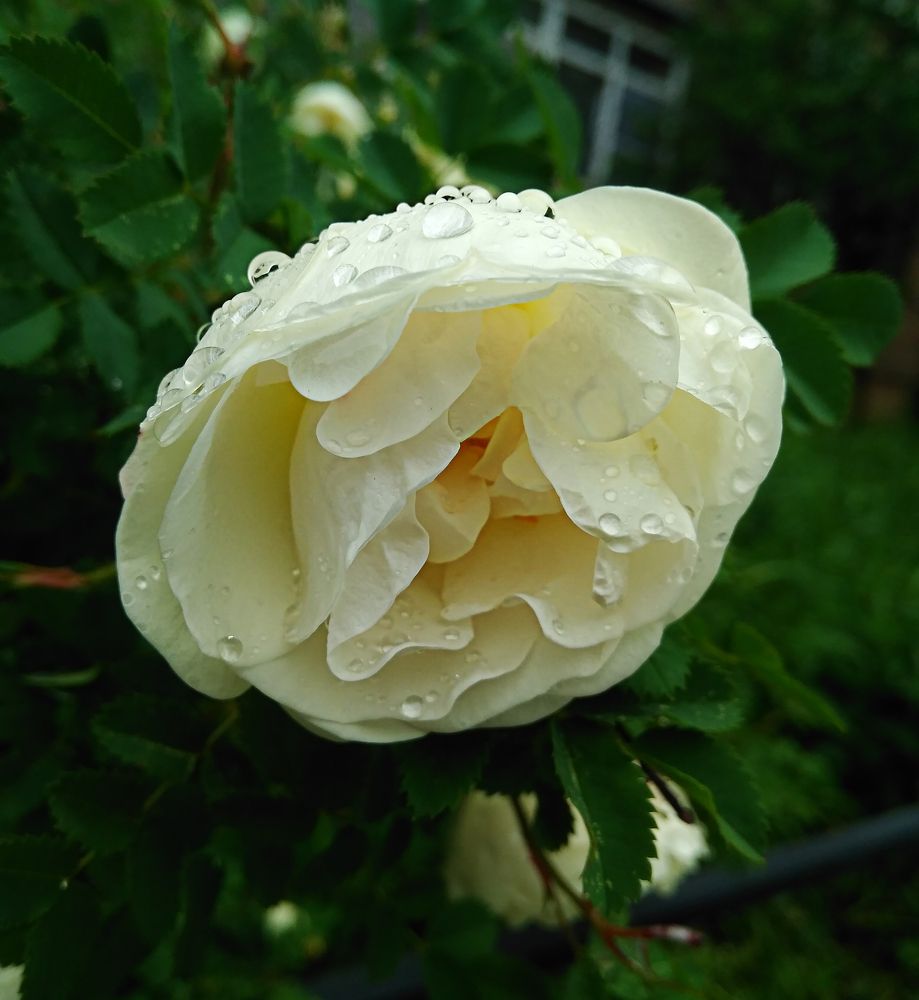 Photograph by Нина Чернявская