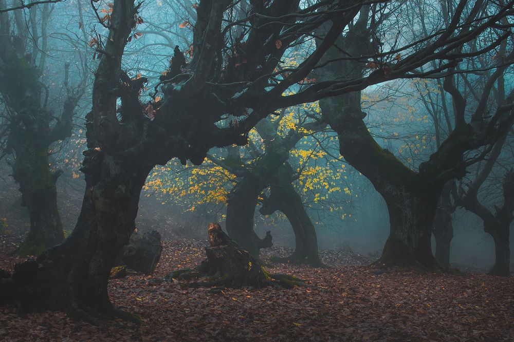 Photograph by ali Memari