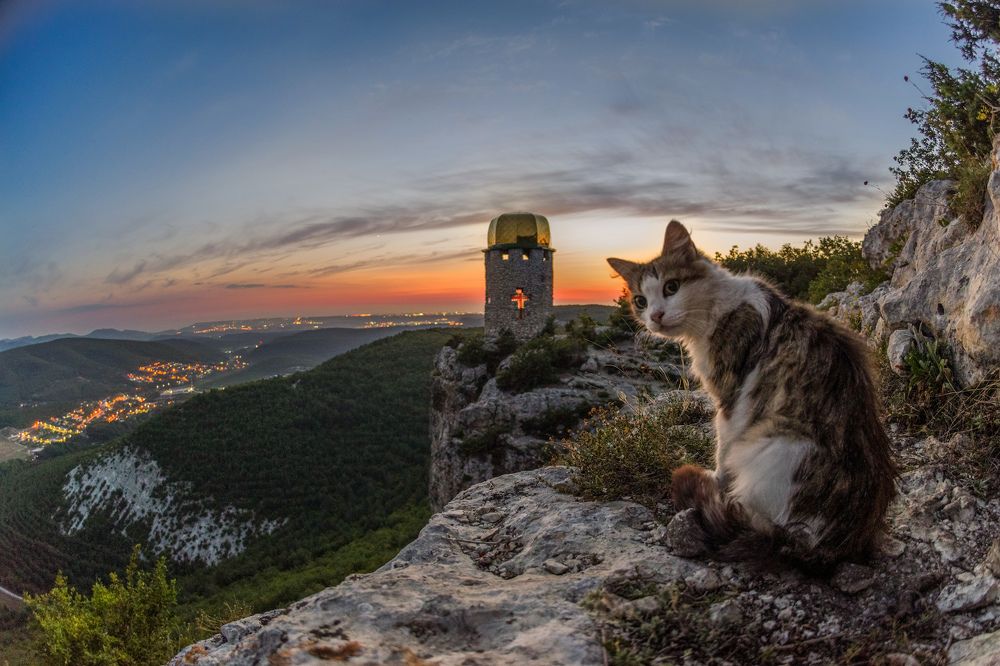 Здесь живёт кошка